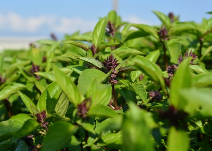 九層塔採收技巧 九層塔採收技巧