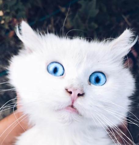 貓皰疹症狀 貓皰疹症狀