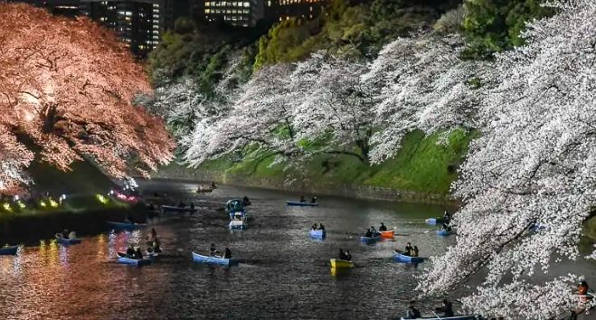 賞櫻景點推薦 賞櫻景點推薦