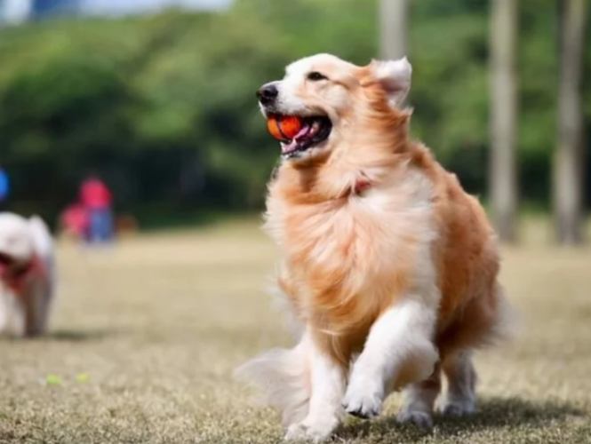 老年狗照顧 老年狗照顧