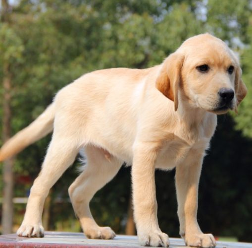 延长拉布拉多寿命 延长拉布拉多寿命