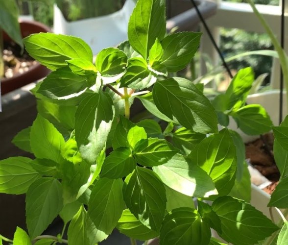 九層塔採收技巧 九層塔採收技巧