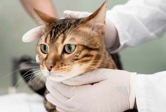 貓咪疾病症狀 貓咪疾病症狀