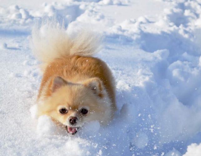 犬類智商排名 犬類智商排名