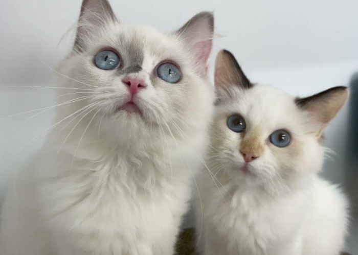 布偶貓毛色護理 布偶貓毛色護理