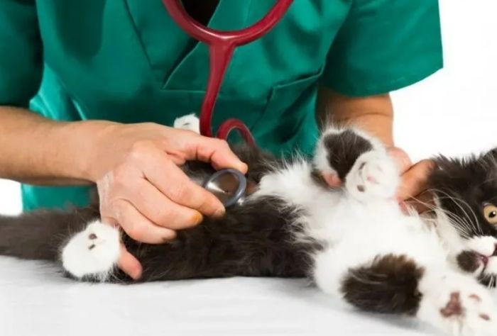 犬细小病毒 犬细小病毒