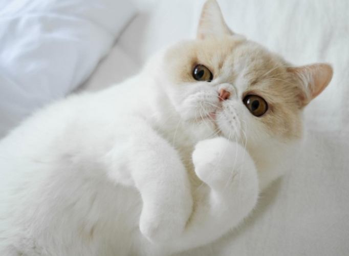 扁臉貓淚痕 扁臉貓淚痕