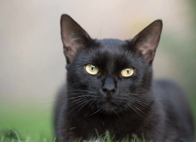 貓角膜受傷症狀 貓角膜受傷症狀