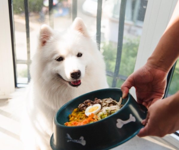 寵物保健食品推薦