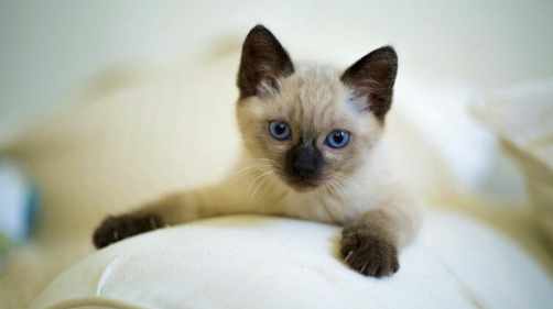 暹羅貓飼養 暹羅貓飼養