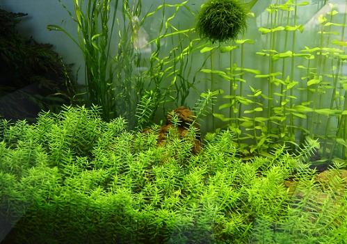 台灣水草農場 台灣水草農場