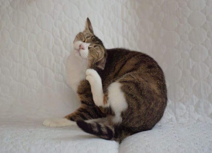 預防貓癬傳染 預防貓癬傳染