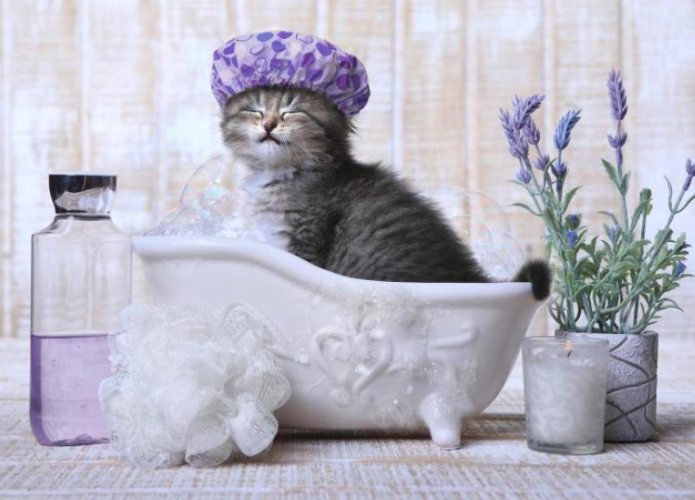 貓咪洗澡步驟 貓咪洗澡步驟