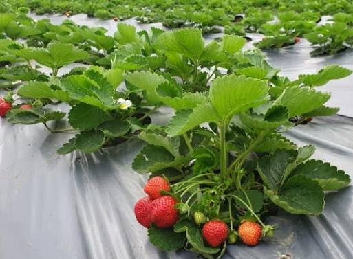 湖內美食推薦 湖內美食推薦