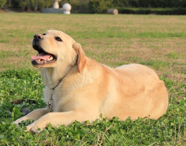 拉布拉多智力測試