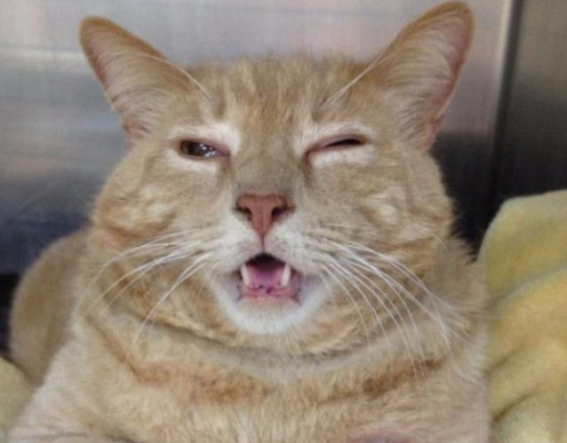 貓流口水 貓流口水