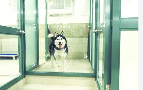 狗狗無法養處理 狗狗無法養處理