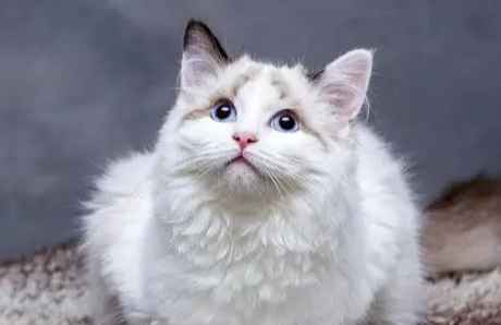 貓皰疹治療 貓皰疹治療