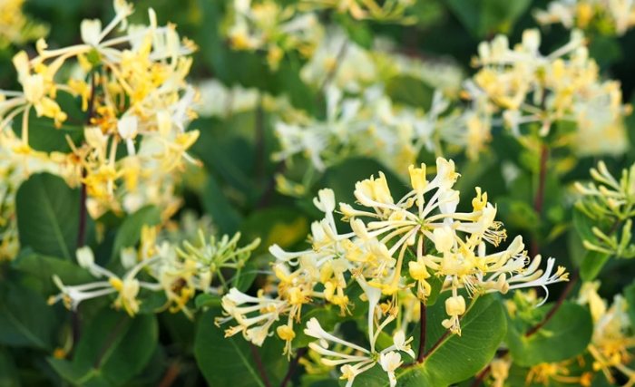 金銀花使用注意事項 金銀花使用注意事項