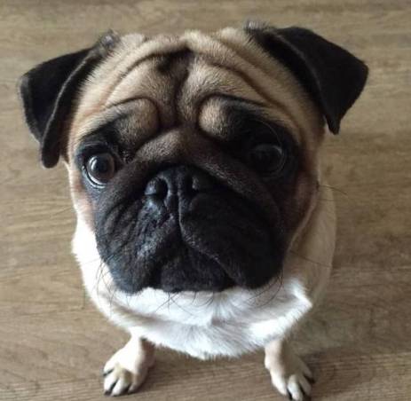 巴哥犬平均壽命