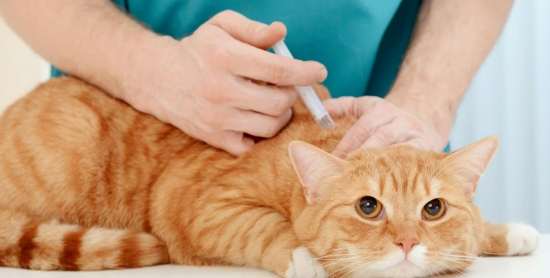 貓瘟危險期症狀 貓瘟危險期症狀