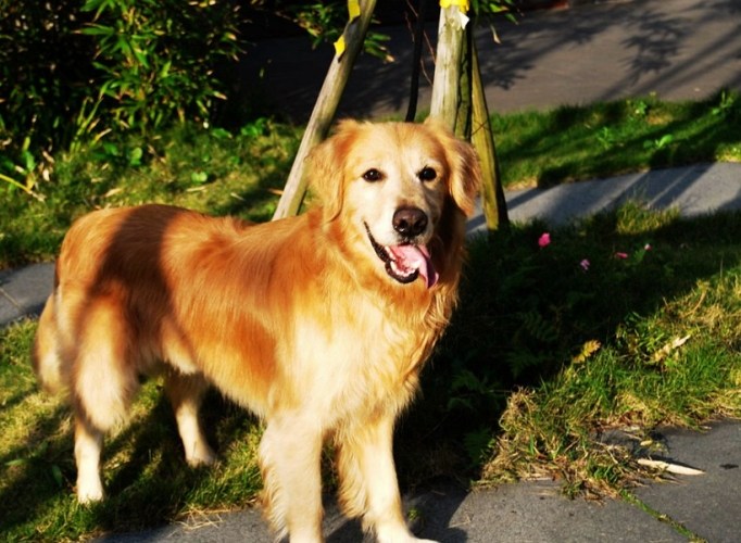 黃金獵犬常見病 黃金獵犬常見病