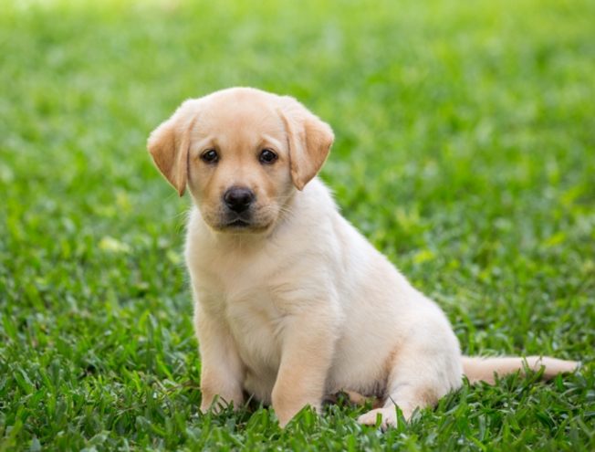 狗狗後事如何辦