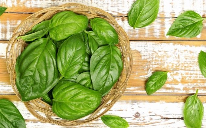 九層塔採收技巧 九層塔採收技巧