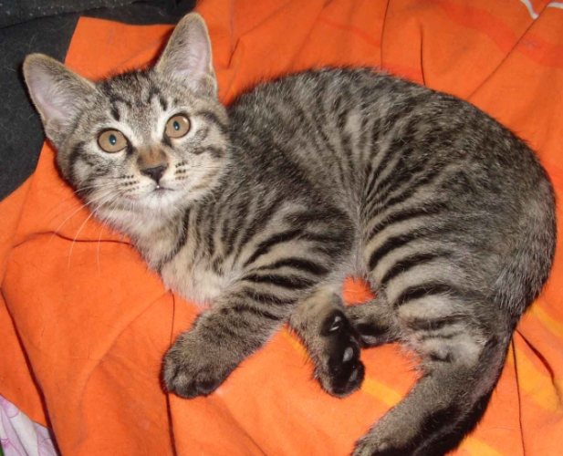 貓的日常習慣 貓的日常習慣