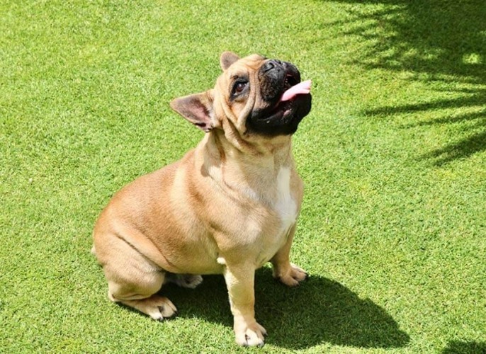 魚油對狗的好處