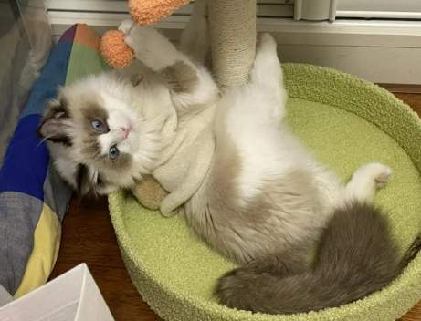 貓瘟後遺症症狀 貓瘟後遺症症狀