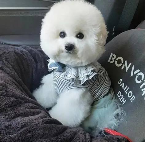 比熊犬飼養困難 比熊犬飼養困難