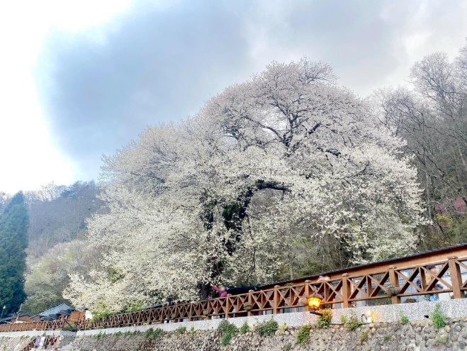 櫻花一日遊規劃