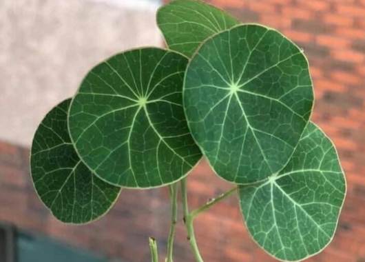 山烏龜養護技巧 山烏龜養護技巧