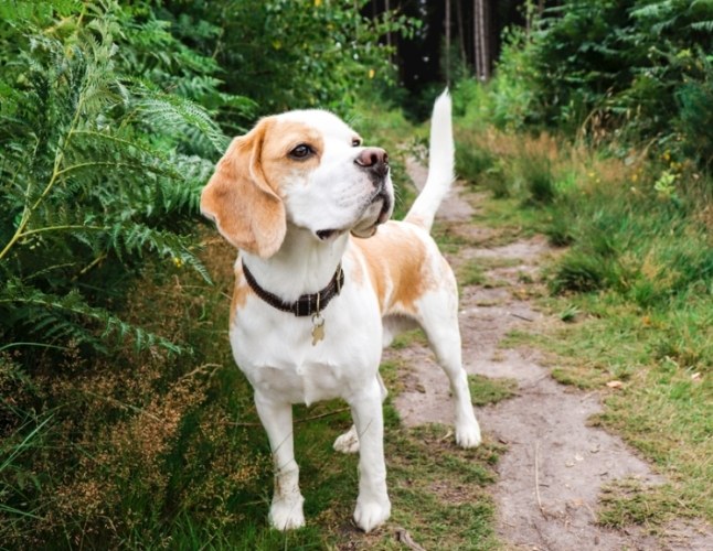 狗狗照顧 狗狗照顧