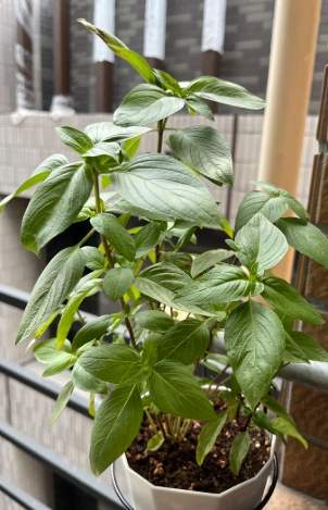 香草植物日照需求 香草植物日照需求