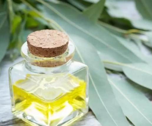 尤加利精油使用方法 尤加利精油使用方法