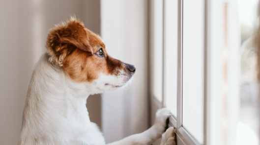 寵物送養方法 寵物送養方法