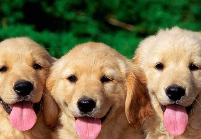 金毛犬缺点 金毛犬缺点