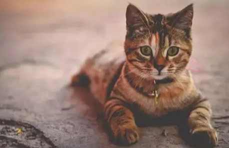 貓哭症治療 貓哭症治療