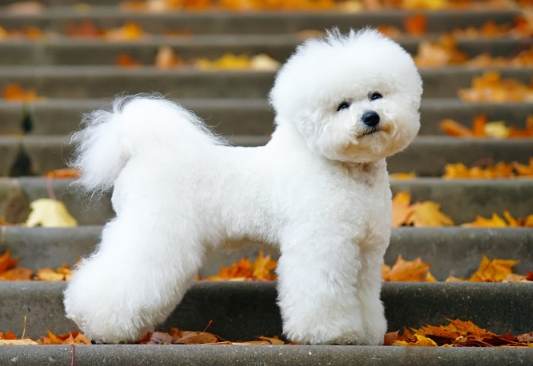 比熊犬飼養 比熊犬飼養