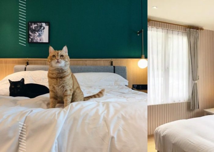 台北寵物友善住宿 台北寵物友善住宿