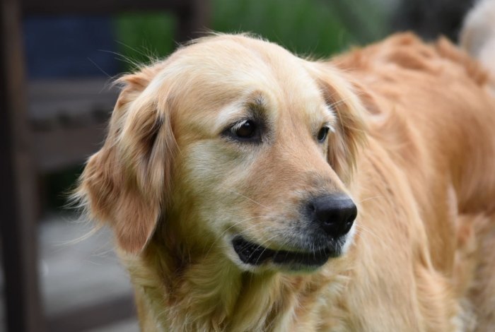 黃金獵犬飼養指南 黃金獵犬飼養指南