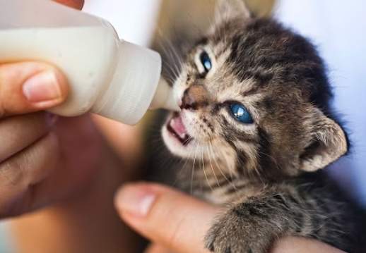 幼貓腹瀉處理 幼貓腹瀉處理