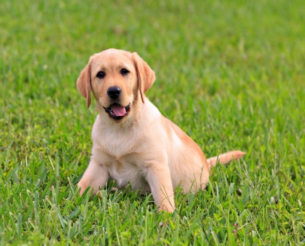 拉布拉多智力測試