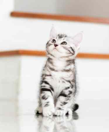 美國短毛貓飼養費用 美國短毛貓飼養費用