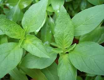 香草植物日照需求 香草植物日照需求