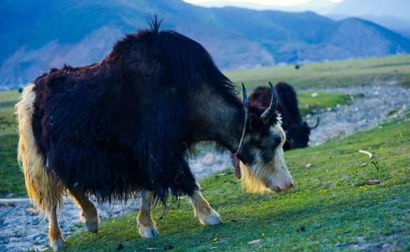 香格里拉酒店尾牙 香格里拉酒店尾牙