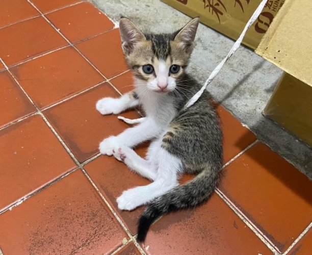 貓咪領養要錢嗎 貓咪領養要錢嗎