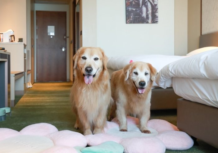 台北寵物友善住宿 台北寵物友善住宿